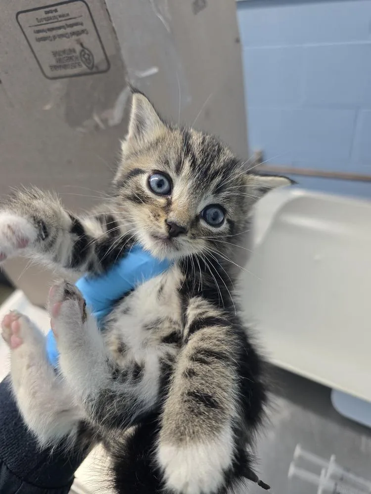 A baby small-sized male Domestic Short Hair cat named Pico for adoption in Evansville, IN