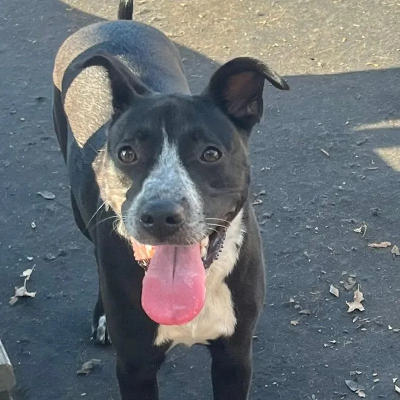 An adult medium-sized female Black Pit Bull Terrier dog named Maple for adoption in Beaumont, TX