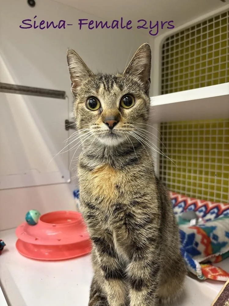 A young medium-sized female Tabby (Brown / Chocolate) Domestic Short Hair cat named Sienna for adoption in Telford, PA