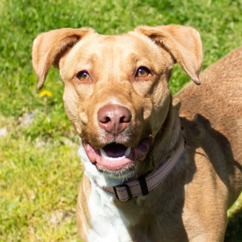 A young medium-sized female Brown / Chocolate Mixed Breed dog named Nunya Biddy for adoption in Middletown, RI