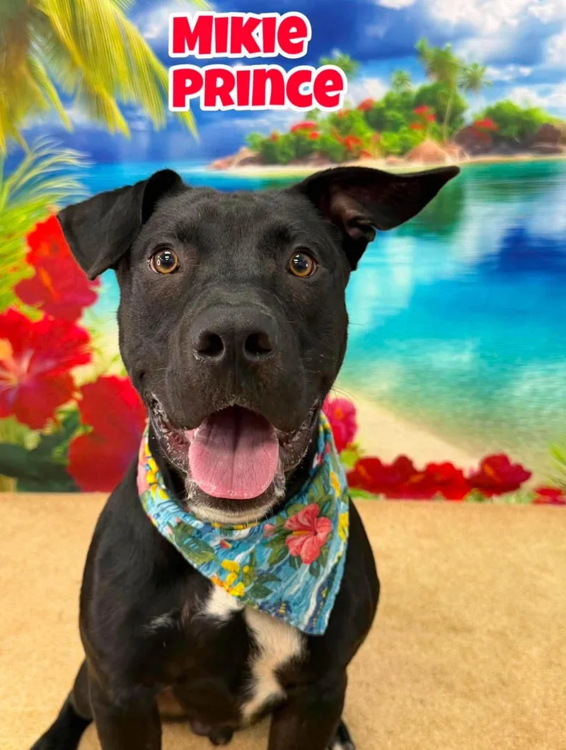 A baby medium-sized male Black Labrador Retriever dog named Mikie Prince for adoption in Flint, MI