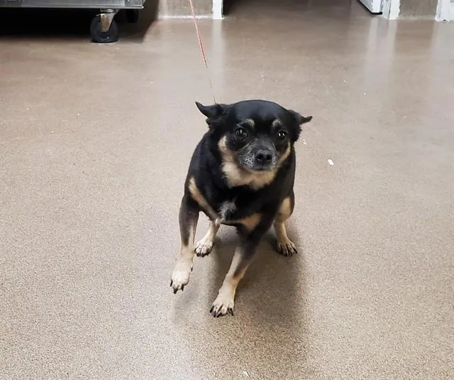 An adult small-sized male Chihuahua dog named Tadpole for adoption in Aurora, IL