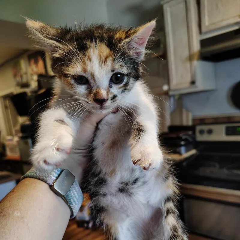 A baby small-sized female Calico Domestic Short Hair cat named Voodoo for adoption in Osawatomie, KS