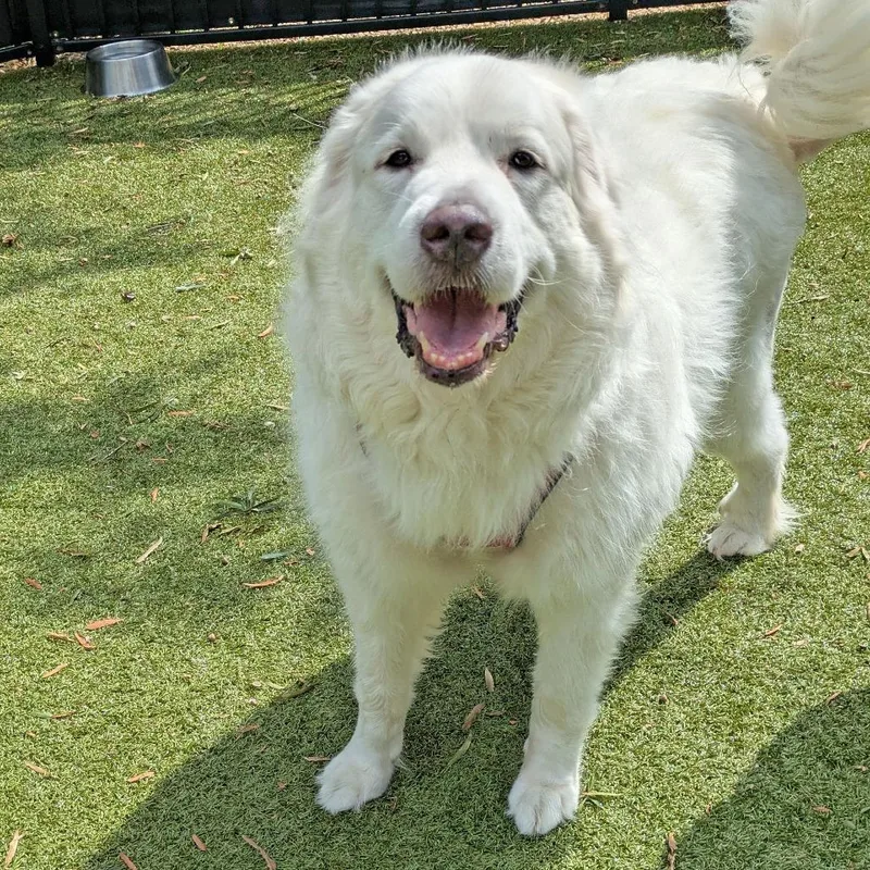 Maximus Prime