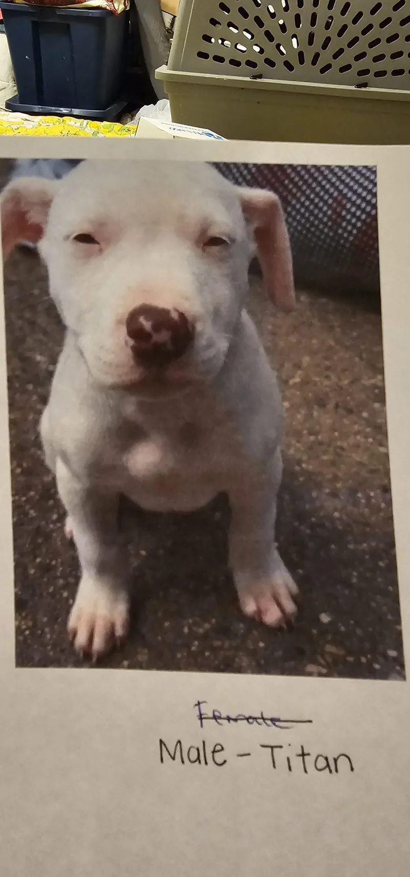 A baby small-sized male Yellow / Tan / Blond / Fawn Pit Bull Terrier dog named Titan Bigfoot for adoption in Biloxi, MS