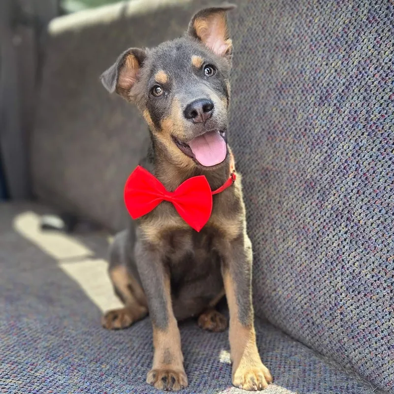 A baby small-sized male Australian Kelpie dog named Tate for adoption in Gilbert, SC
