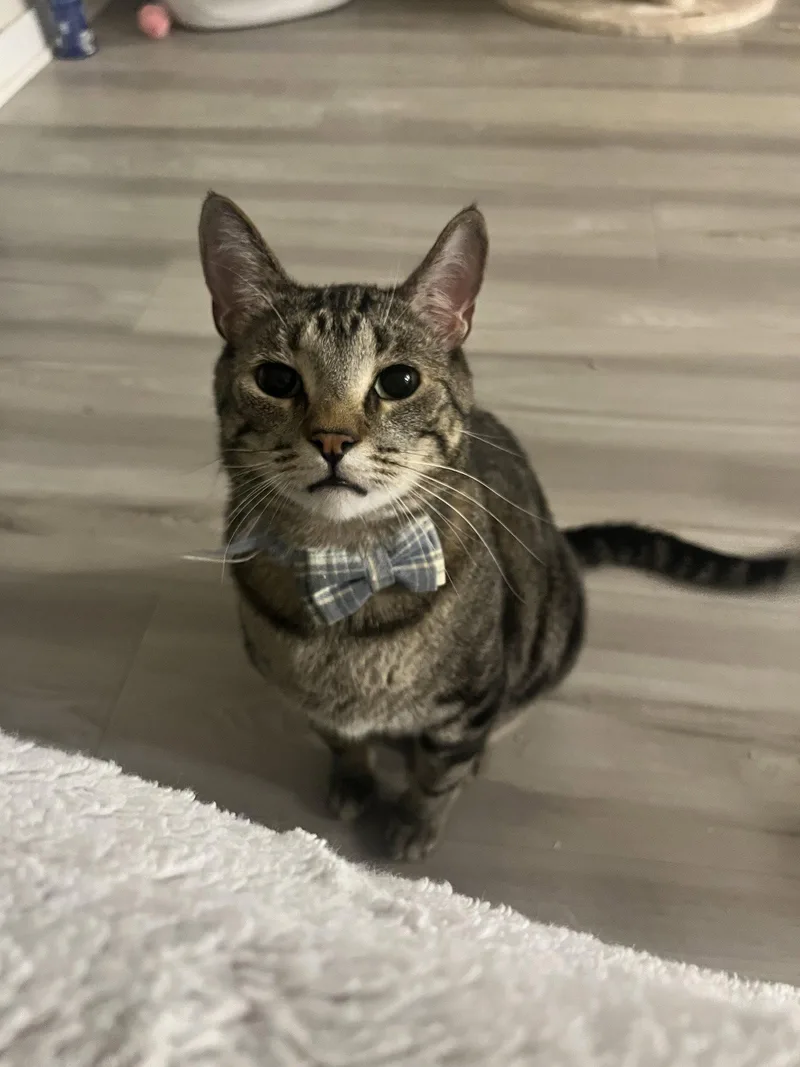 An adult medium-sized male Domestic Short Hair cat named Pepper for adoption in Chandler, AZ
