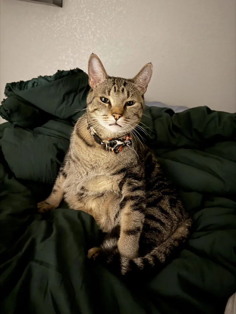 Pepper thumbnail 2