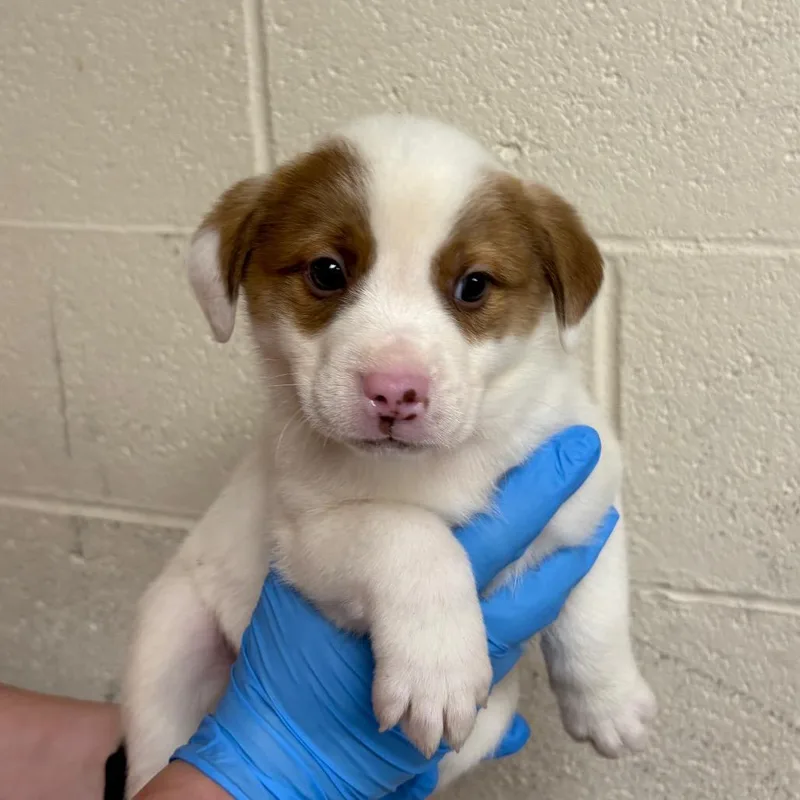 A baby small-sized female White / Cream Mixed Breed dog named Happy for adoption in East Hanover, NJ