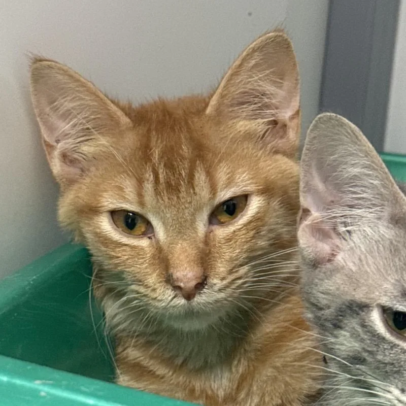 A young small-sized female Orange / Red Domestic Short Hair cat named Cobbler for adoption in Shelbyville, IL