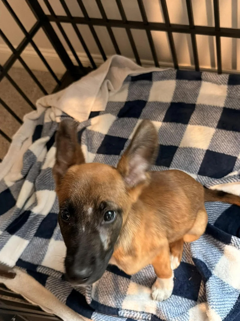 A baby large-sized female Belgian Shepherd / Malinois dog named Roo for adoption in Pelham, AL