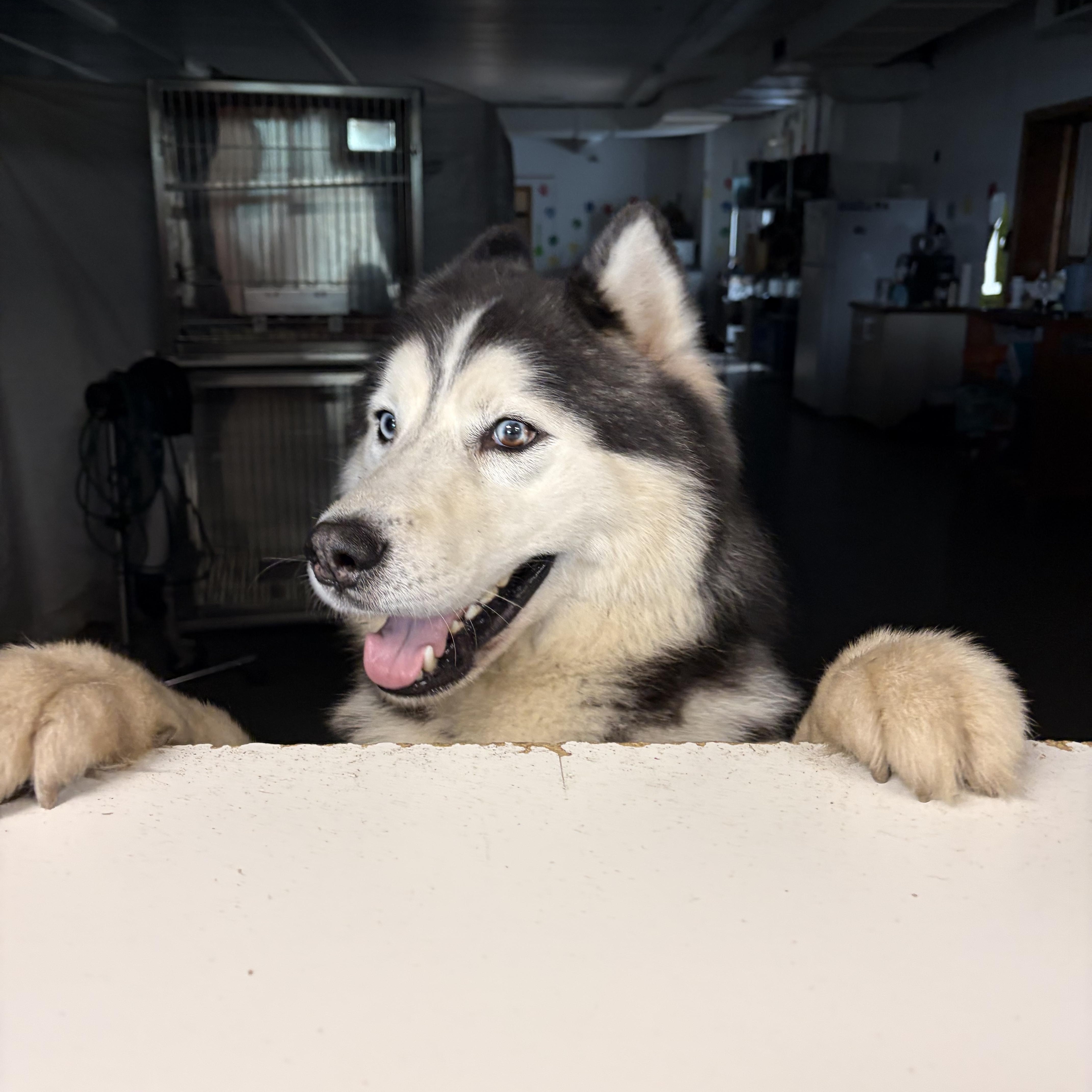 An adult large-sized male Siberian Husky dog named Kodiak for adoption in Wahoo, NE