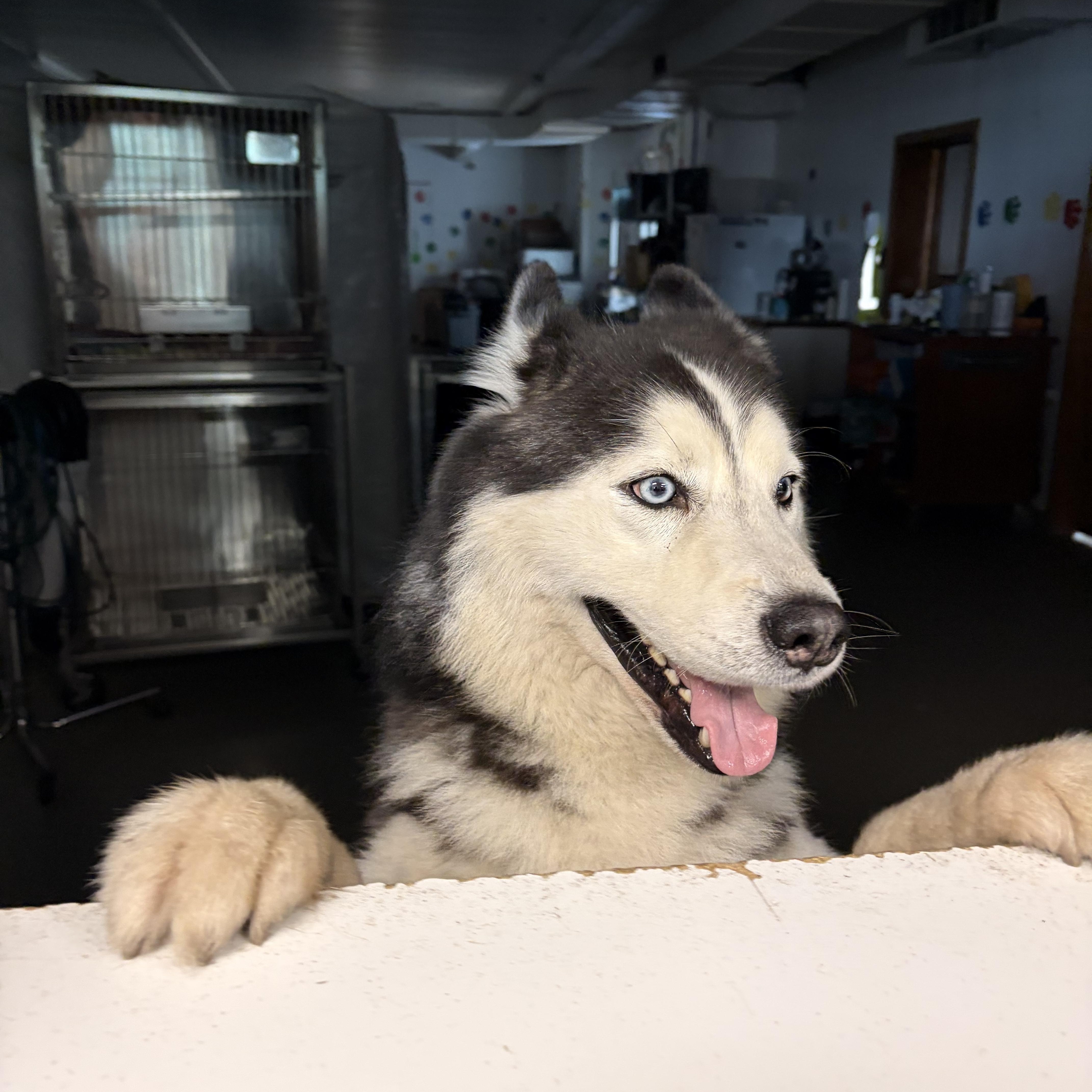 Kodiak thumbnail 2