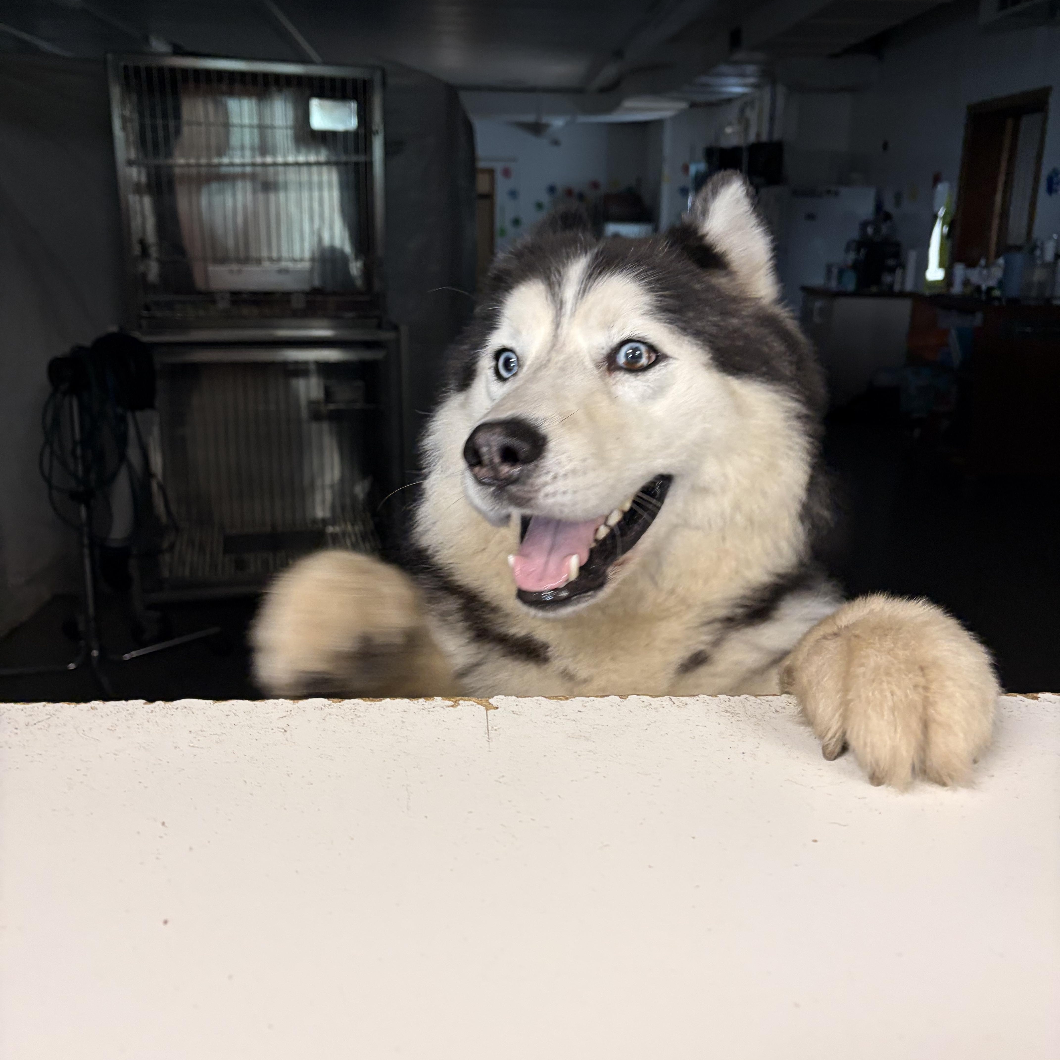 Kodiak thumbnail 3