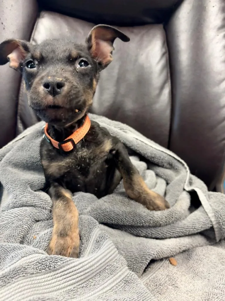 A baby medium-sized male Australian Cattle Dog / Blue Heeler named Morel for adoption in Reno, NV