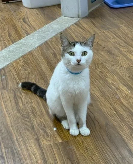 An adult medium-sized male Tabby (Brown / Chocolate) Domestic Short Hair cat named Donald for adoption in Medina, OH