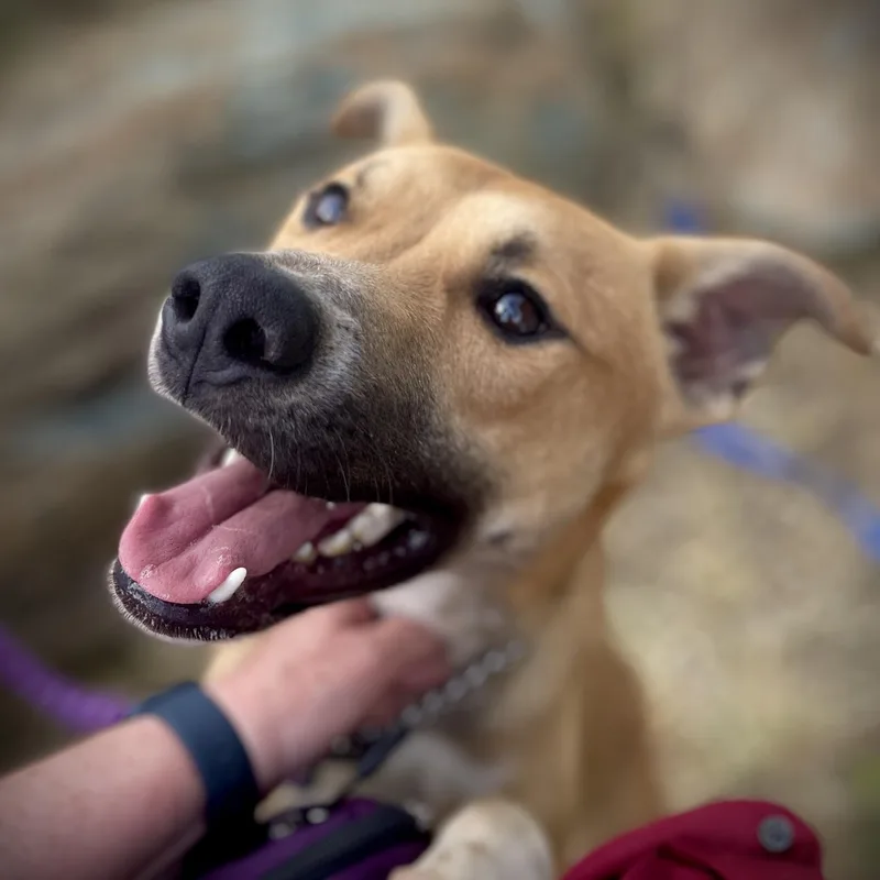 A young medium-sized male Belgian Shepherd / Malinois dog named Linc for adoption in San Andreas, CA