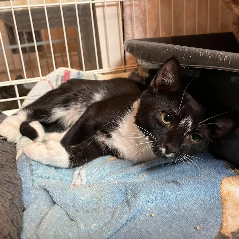 A baby small-sized male Black Domestic Short Hair cat named Lunar for adoption in Salisbury, MA