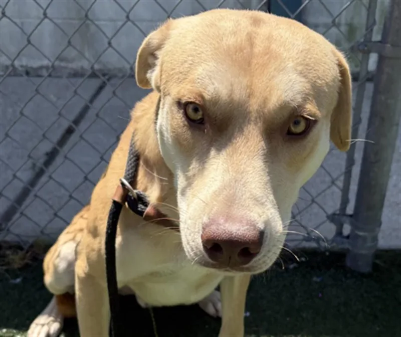 An adult large-sized male Labrador Retriever dog named Butter for adoption in Texas City, TX