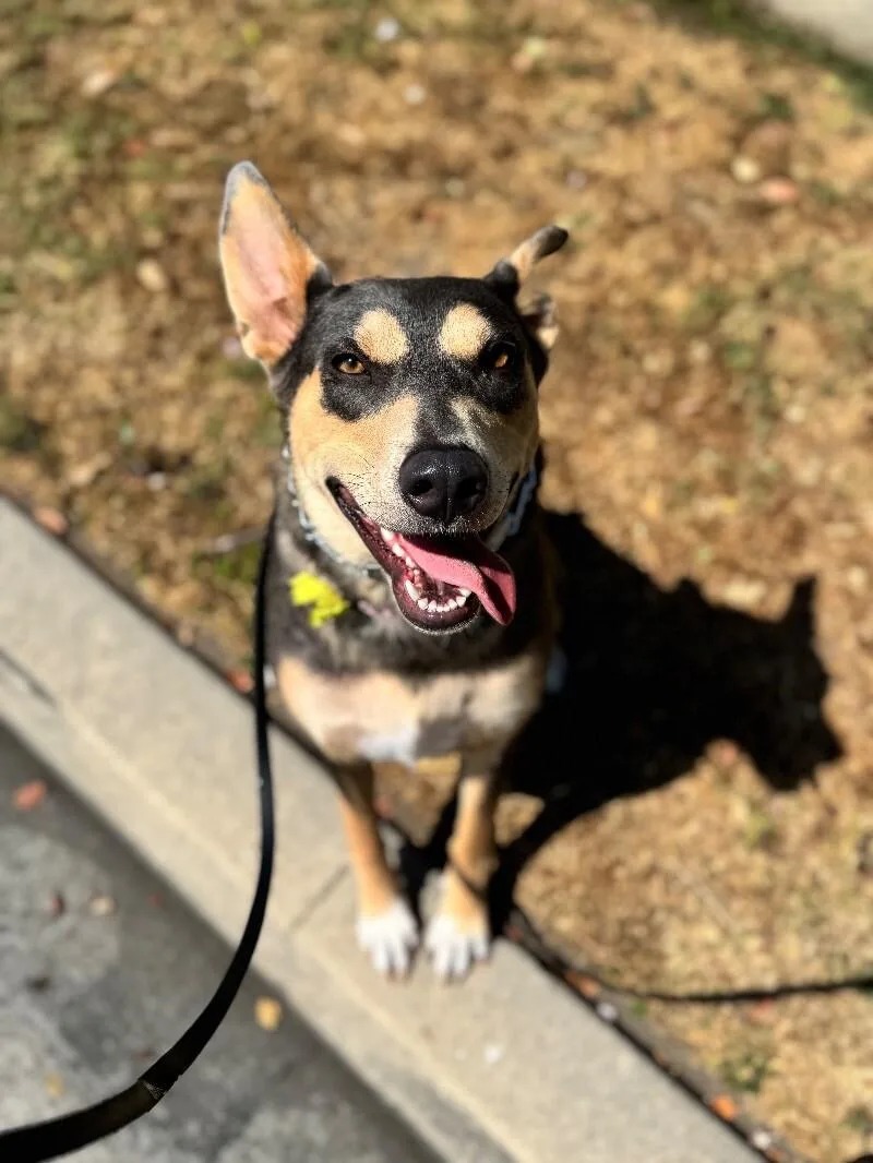 An adult medium-sized female Shepherd dog named Sadie for adoption in Burbank, CA