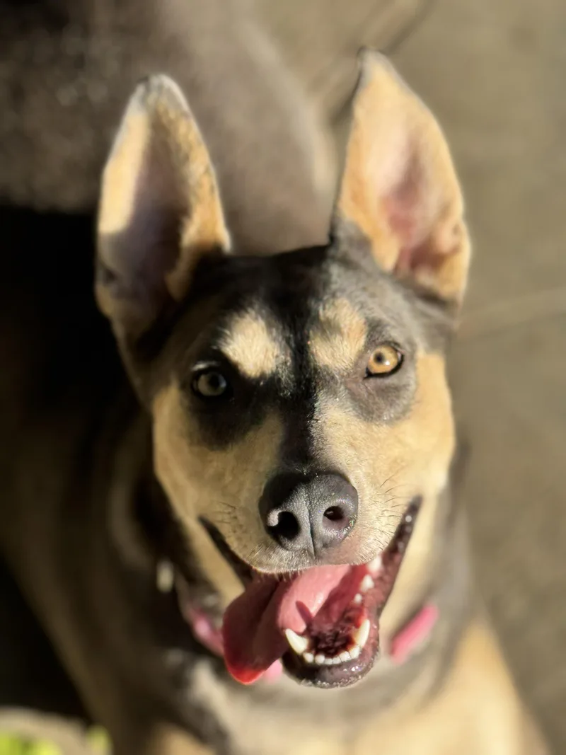 Sadie thumbnail 3
