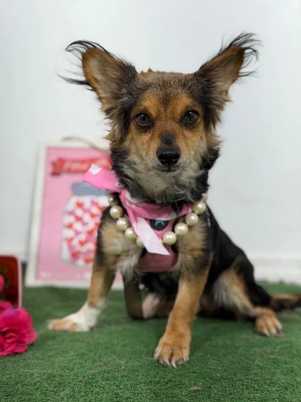A young small-sized female Black Chihuahua dog named Kai for adoption in Carlsbad, CA