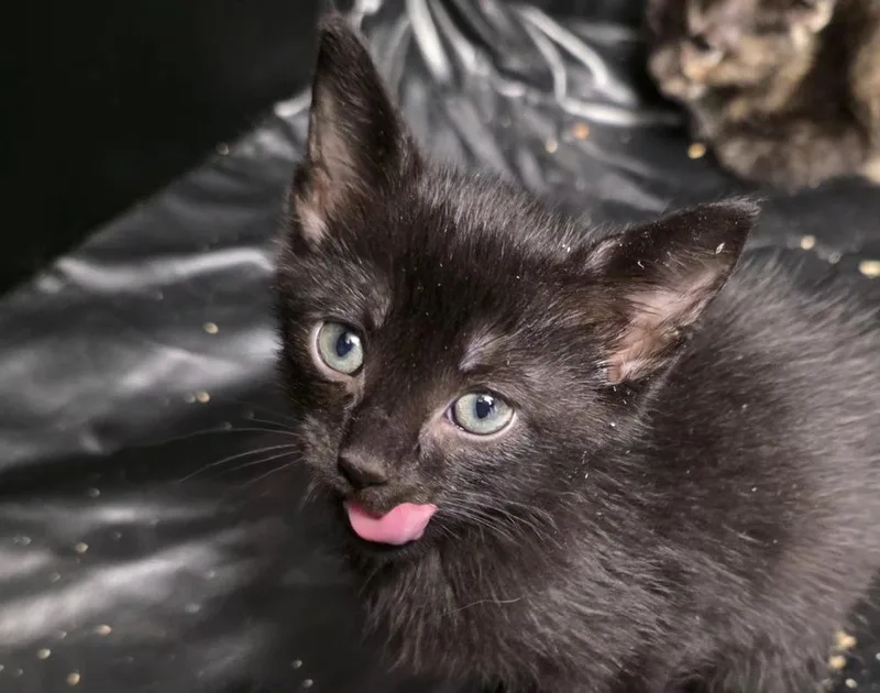 A baby small-sized male Black Domestic Short Hair cat named Rhett for adoption in Metamora, IL