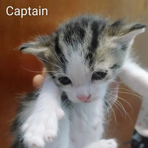 Captain thumbnail 2