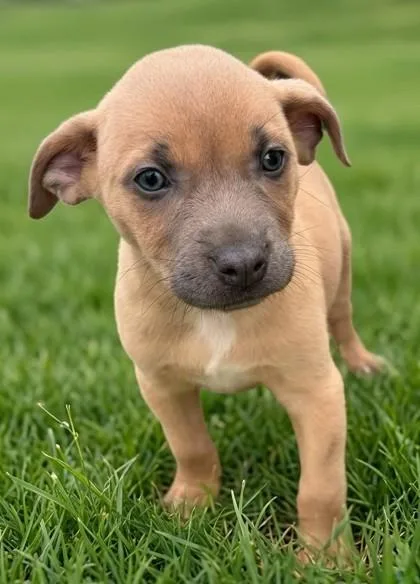 A baby small-sized female Labrador Retriever dog named Froot Loops for adoption in Baraboo, WI
