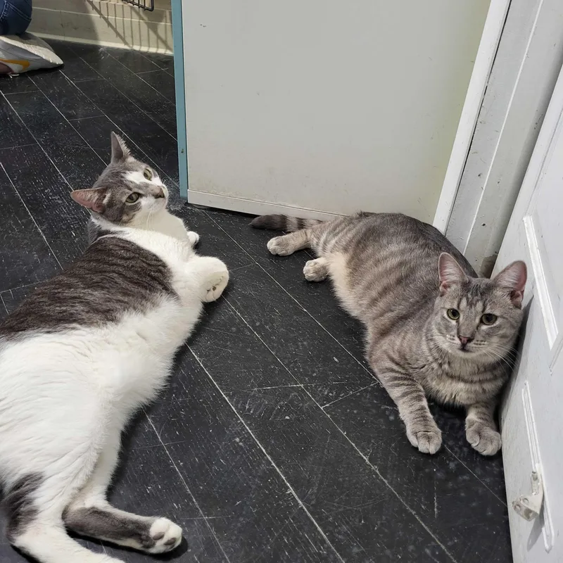 Spongebob thumbnail 3