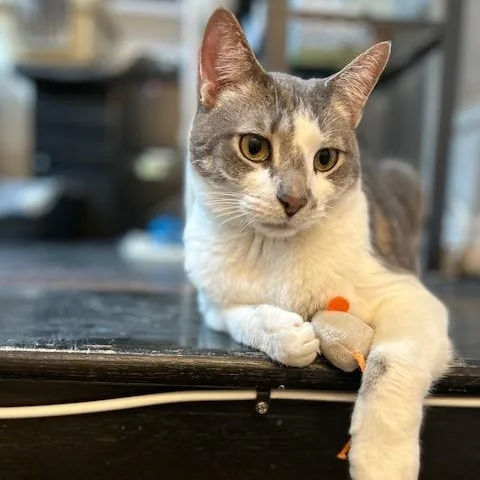 Spongebob thumbnail 4