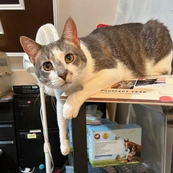 Spongebob thumbnail 5