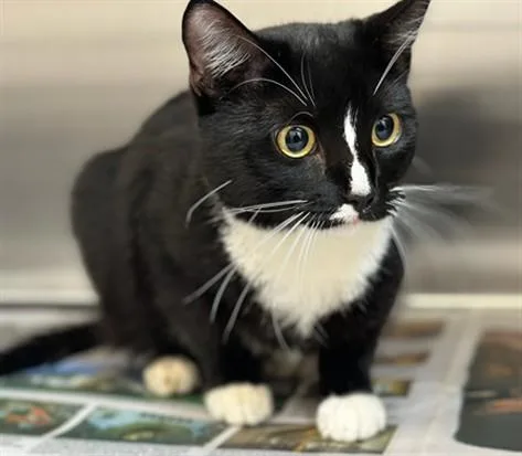 A young small-sized male Domestic Short Hair cat named Loki for adoption in Los Angeles, CA