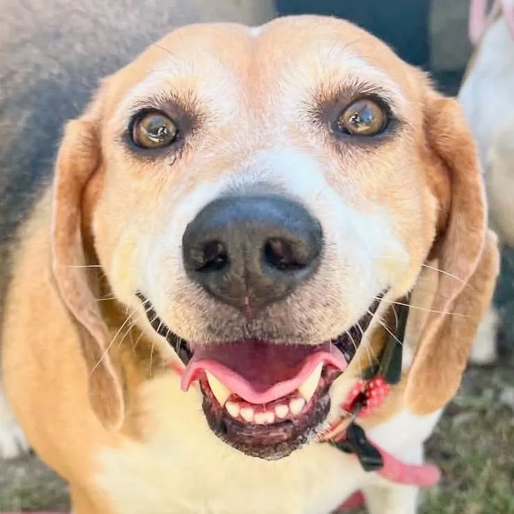 An adult medium-sized female Brown / Chocolate Beagle dog named Casey Lou for adoption in Austin, TX