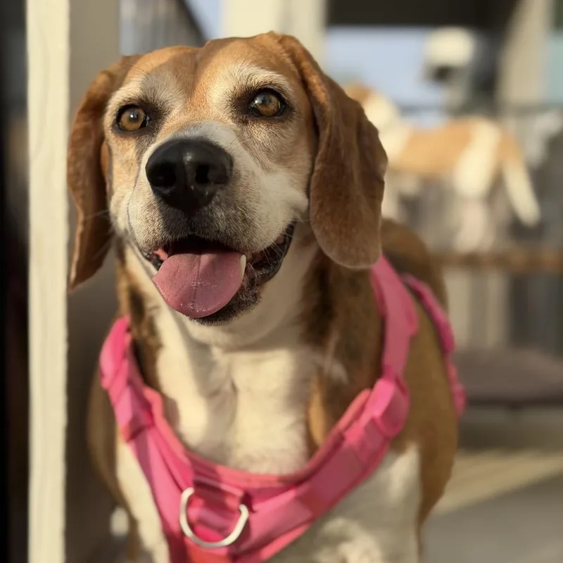 Casey Lou thumbnail 3