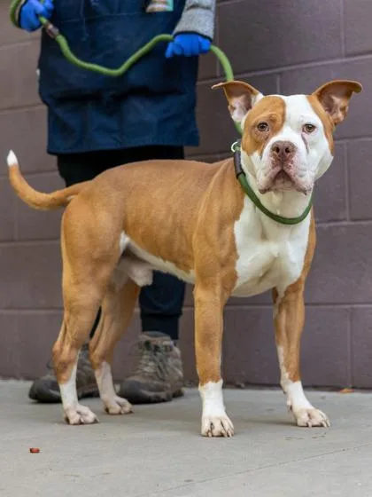 An adult large-sized male Mixed Breed dog named George Strait for adoption in Chamblee, GA