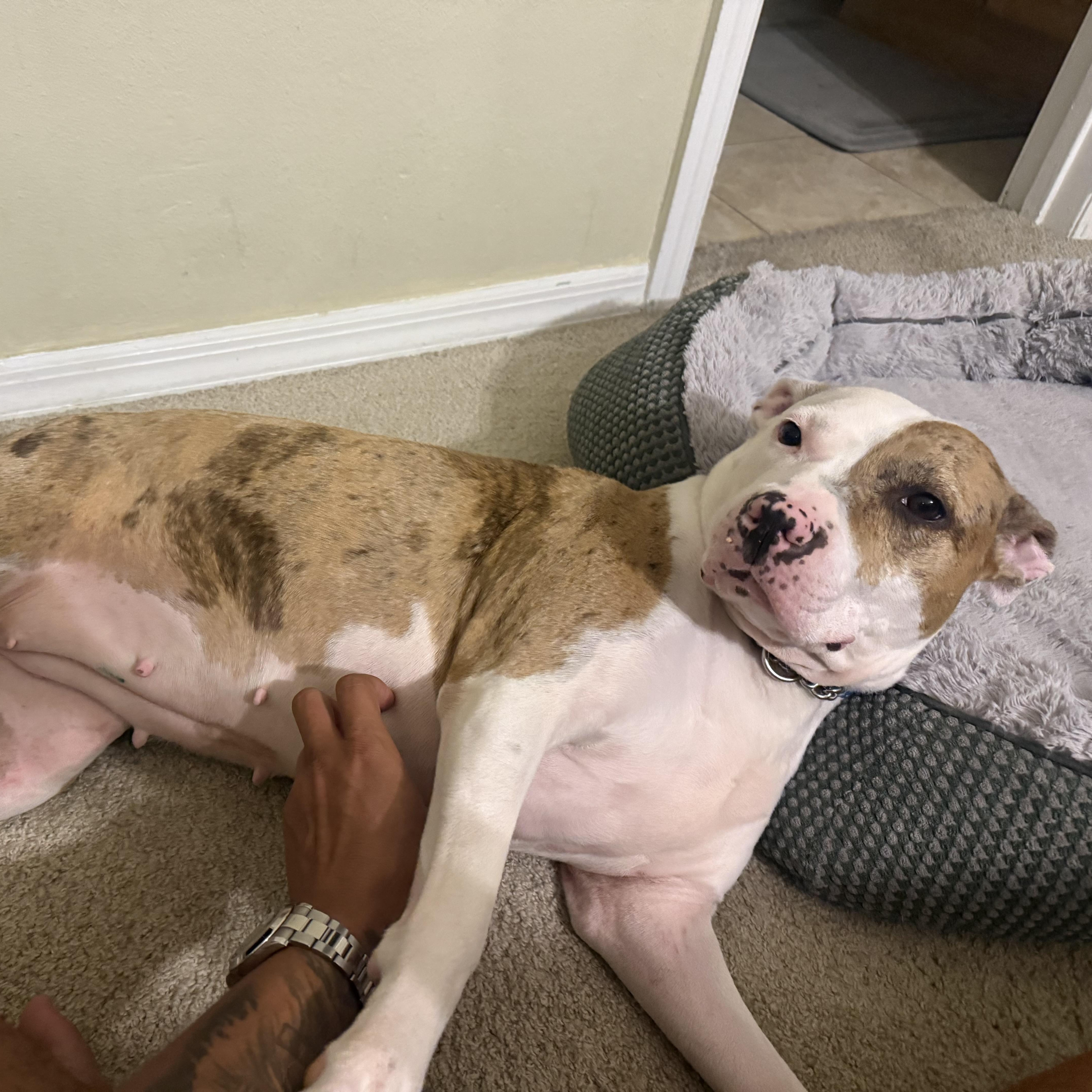 A young medium-sized female Brindle American Staffordshire Terrier dog named Pinky for adoption in Fort Pierce, FL