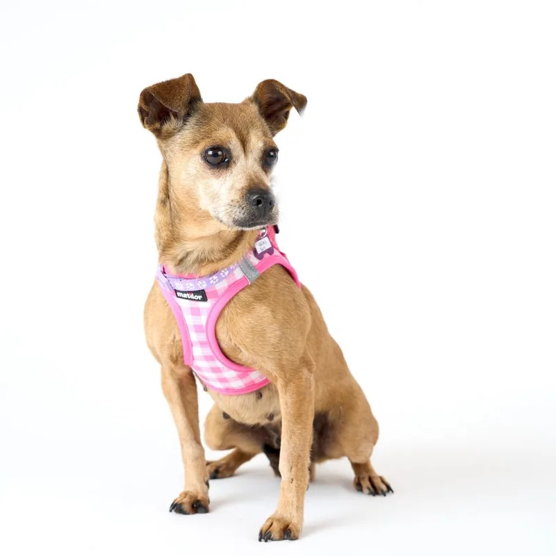 A senior small-sized female Brown / Chocolate Chihuahua dog named Valley Girl for adoption in San Francisco, CA