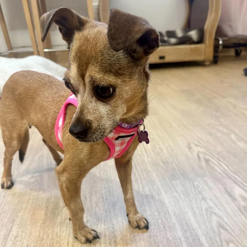 Valley Girl thumbnail 2