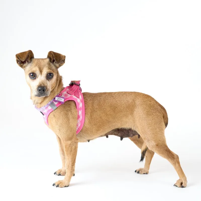 Valley Girl thumbnail 3