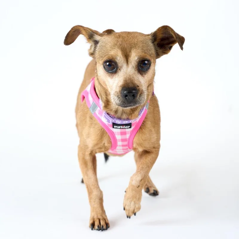 Valley Girl thumbnail 5