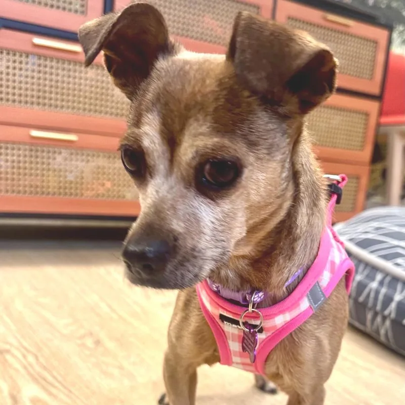 Valley Girl thumbnail 6