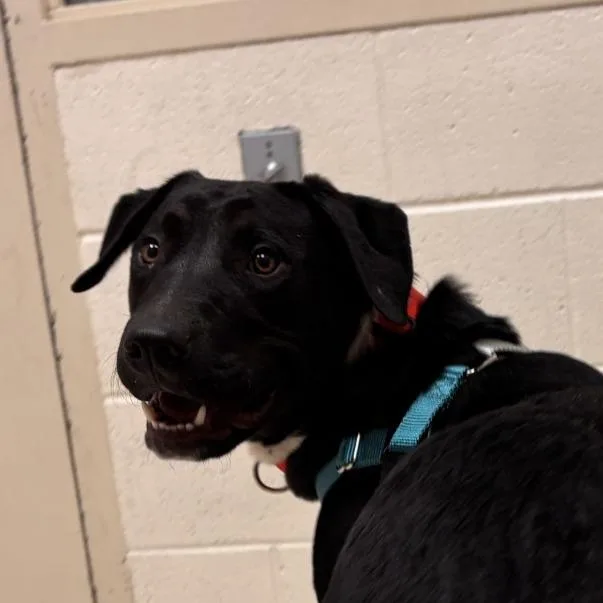 A young medium-sized male Black Mixed Breed dog named Oreo for adoption in Murray, UT