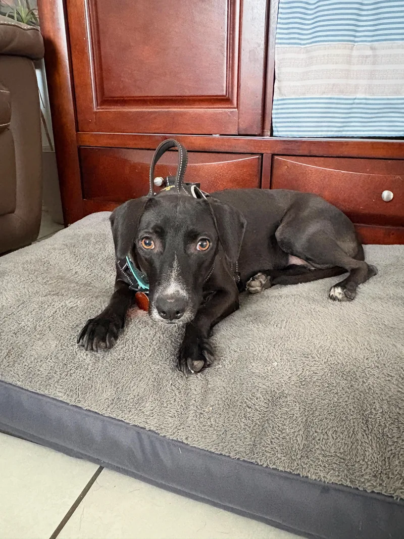 An adult medium-sized female Black Labrador Retriever dog named Nairobi for adoption in Brownsville, TX