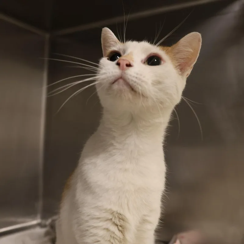 A senior large-sized male Orange / Red Domestic Short Hair cat named Franklin for adoption in Briarcliff Manor, NY