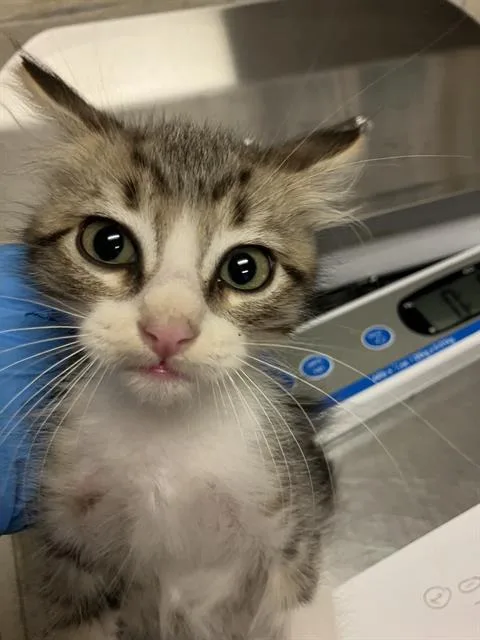 A baby small-sized male Domestic Short Hair cat named Bodie for adoption in Long Beach, CA