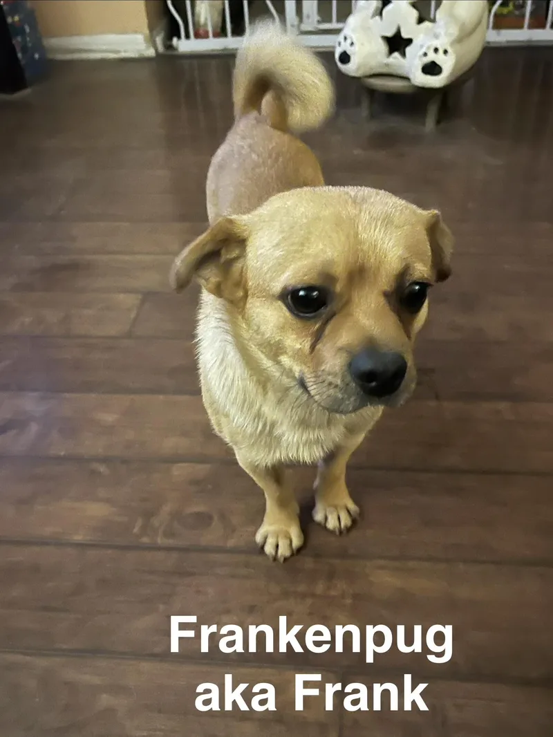 Frankenpug aka Frank thumbnail 2