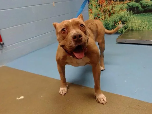 An adult medium-sized female Pit Bull Terrier dog named Harriet for adoption in Moreno Valley, CA