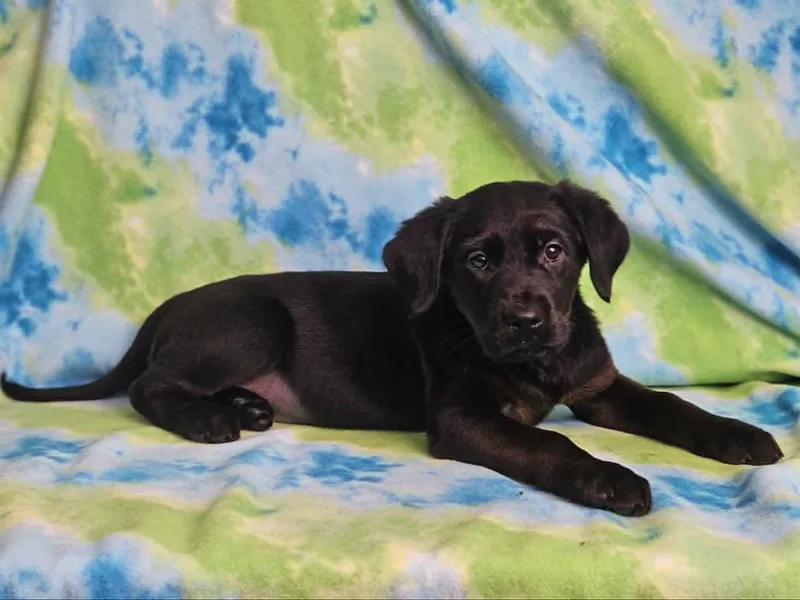 A baby large-sized female Black Rottweiler dog named Home Fries for adoption in East Sparta, OH