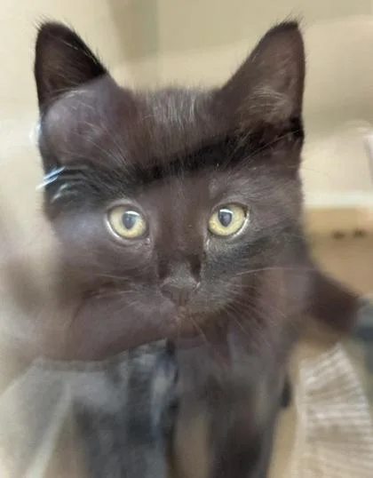 A baby small-sized male Domestic Short Hair cat named Gaucho for adoption in Bellevue, WA